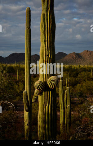 Saguaro-Kaktus bei Sonnenuntergang in der Sonora-Wüste, Ironwood Forest National Monument, Eloy, Arizona, USA. Stockfoto