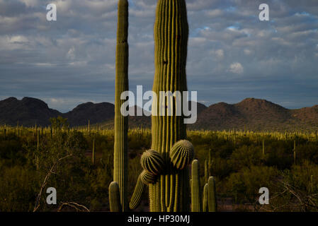 Saguaro-Kaktus bei Sonnenuntergang in der Sonora-Wüste, Ironwood Forest National Monument, Eloy, Arizona, USA. Stockfoto