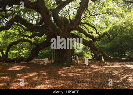 Historischen Angel Oak Tree auf James Island, South Carolina. Diese Live-Eiche hat enorme Niederlassungen und ist der älteste Baum östlich des Mississippi River Stockfoto