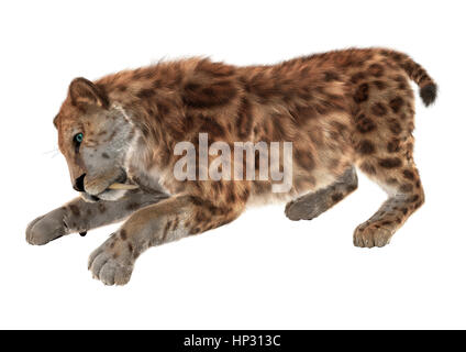 3D-Rendering einer Sabertooth isoliert auf weißem Hintergrund Stockfoto