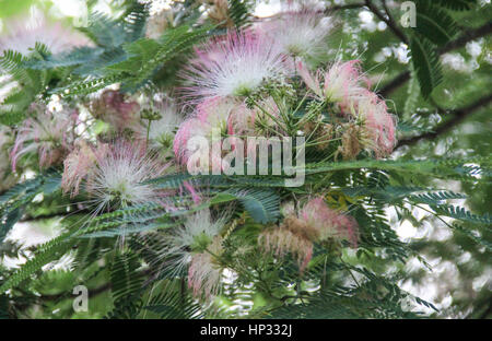 Mimosa-Baum (Invasice Arten) in der Nähe von Gatlinburg, Tennessee Stockfoto