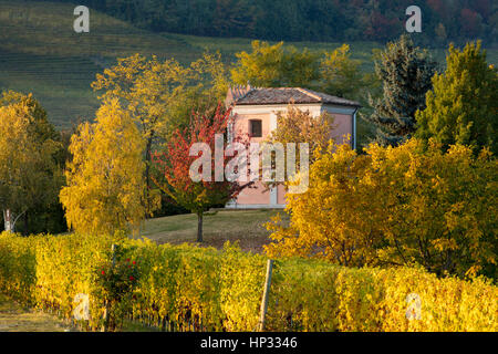 Herbst Farbe in den Weinbergen der Langhe Region, Barolo, Piemont, Italien Stockfoto