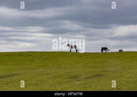 Wilden Ponys auf einem Hügel und zeigt eine Silhouette der Pferde gegen das dunkel bewölkter Himmel. Stockfoto