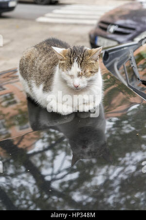 Eine Tabby Katze schläft auf der Motorhaube eines Autos Stockfoto