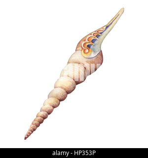 Objektmenge Unterwasserwelt - Illustrationen von verschiedenen tropischen Muscheln und Seesterne.  Handgezeichnete Aquarellmalerei auf braunem Hintergrund. Stockfoto