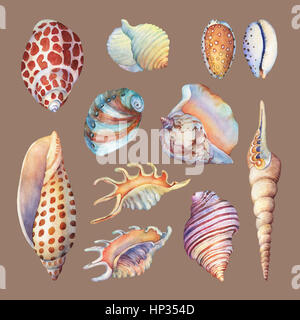 Objektmenge Unterwasserwelt - Illustrationen von verschiedenen tropischen Muscheln und Seesterne.  Handgezeichnete Aquarellmalerei auf braunem Hintergrund. Stockfoto