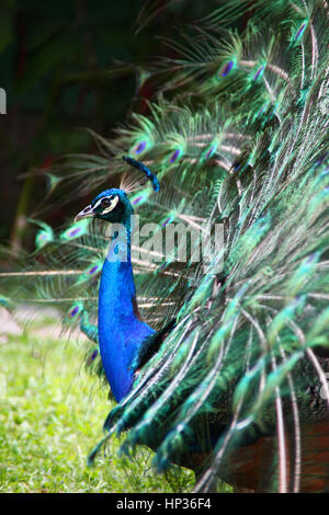 Pfau mit seinem Gefieder aufgefächert, zu Fuß entlang der Rasen, Roatan, Honduras, Mittelamerika. Stockfoto