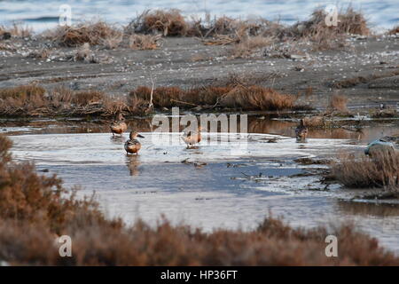 Nauplia, Griechenland, 17. Februar 2017. Enten im Feuchtgebiet Nafplio Nea Kios Stockfoto