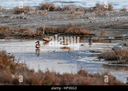 Nauplia, Griechenland, 17. Februar 2017. Enten im Feuchtgebiet Nafplio Nea Kios Stockfoto