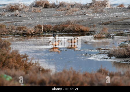 Nauplia, Griechenland, 17. Februar 2017. Enten im Feuchtgebiet Nafplio Nea Kios Stockfoto