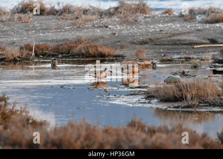 Nauplia, Griechenland, 17. Februar 2017. Enten im Feuchtgebiet Nafplio Nea Kios Stockfoto