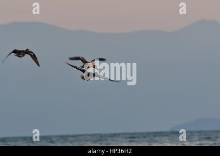 Nauplia, Griechenland, 17. Februar 2017. Enten im Feuchtgebiet Nafplio Nea Kios Stockfoto