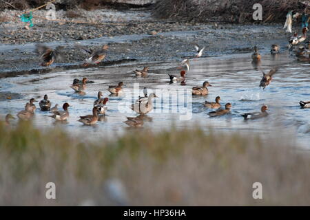 Nauplia, Griechenland, 17. Februar 2017. Enten im Feuchtgebiet Nafplio Nea Kios Stockfoto