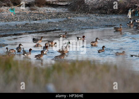 Nauplia, Griechenland, 17. Februar 2017. Enten im Feuchtgebiet Nafplio Nea Kios Stockfoto