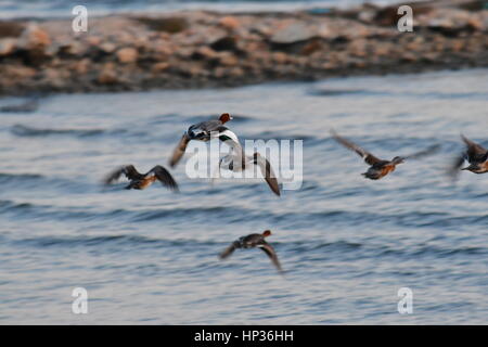 Nauplia, Griechenland, 17. Februar 2017. Enten im Feuchtgebiet Nafplio Nea Kios Stockfoto