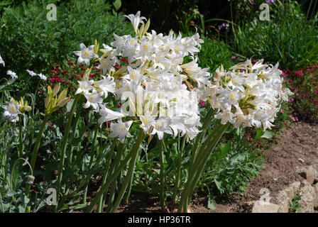 Amaryllis Belladonna "Weiße Königin" Pflanze blühen. Stockfoto