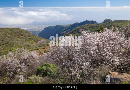 zentralen Gran Canaria im Januar, Pozo de Las Nieves - Santa Lucia de Tirajana Route, oberen Teil des ravive Barranco de Guayadeque, Mandelbäume bl Stockfoto