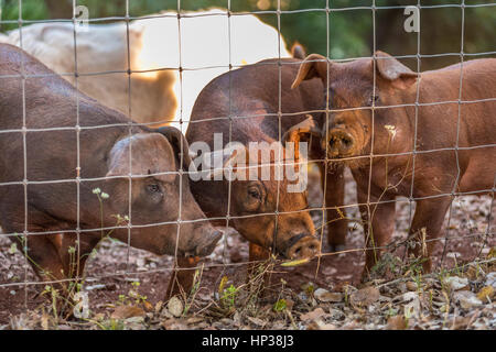 Red Duroc Schweine in einem Schweinestall, Ferkel in einem Schweinestall Stockfoto