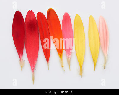 Regenbogenpalette Blume Federn isoliert auf weißem Hintergrund Stockfoto