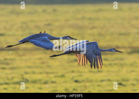 Paar Kraniche (Grus Canadensis) auf einem Feld Hintergrund fliegen. Stockfoto