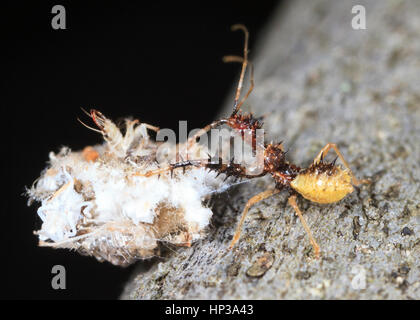 Assassin bug (Sinea sp.) Angriff auf ein Fremdkörper, die grüne florfliege Nymphe. Stockfoto