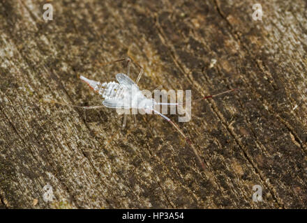 Nymphe von Hyaliodes hartim räuberischen Wanze, die Feeds auf Milben Stockfoto