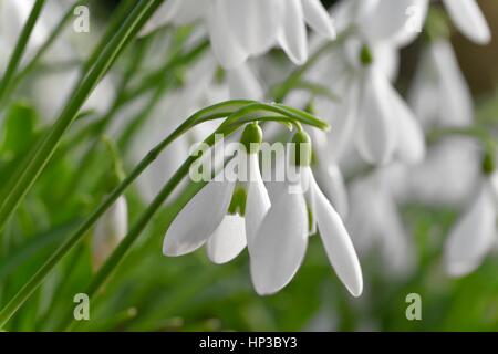 Schneeglöckchen Stockfoto