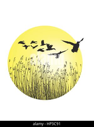 Ein rundes Stück Landschaft mit Schilf und fliegende Gänse Stock Vektor