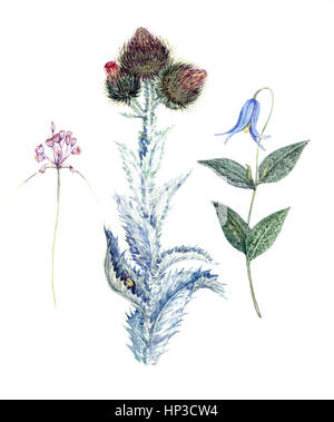 Satz von wildem Honig Pflanze blüht: wilde Zwiebel Blumen, Disteln und blaue Campanula hand bemalte isoliert Aquarell Abbildung Stockfoto