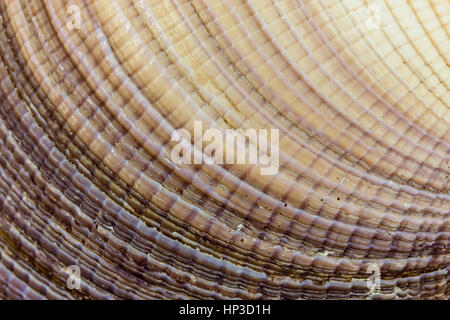 Muschel - detail Stockfoto