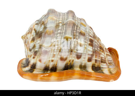 Schale (Cypraecassis Rufa) - Bull Mund Helm - marine Gastropode Stockfoto