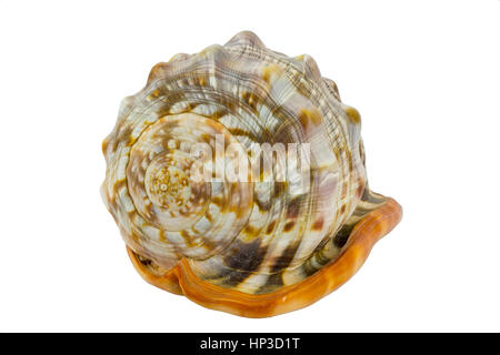 Schale (Cypraecassis Rufa) - Bull Mund Helm - marine Gastropode Stockfoto