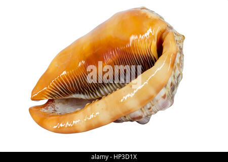 Schale (Cypraecassis Rufa) - Bull Mund Helm - marine Gastropode Stockfoto