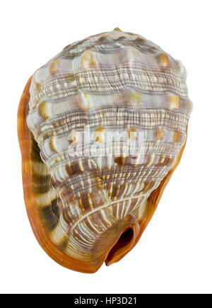 Schale (Cypraecassis Rufa) - Bull Mund Helm - marine Gastropode Stockfoto