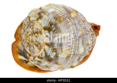 Schale (Cypraecassis Rufa) - Bull Mund Helm - marine Gastropode Stockfoto