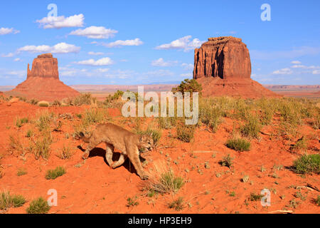 PUMA (Felis Concolor), Monument Valley, Utah, USA, Erwachsenen stalking Stockfoto