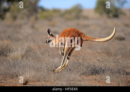 Red Kangaroo, (Macropus Rufus), Männchen, springen, Sturt Nationalpark, New South Wales, Australien Stockfoto