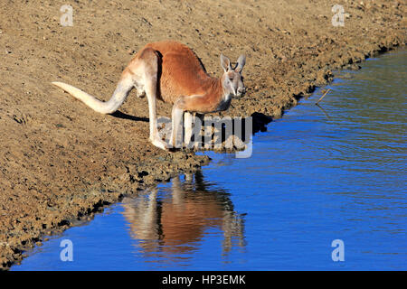 Red Kangaroo, (Macropus Rufus), Männchen im Wasser, Sturt Nationalpark, New South Wales, Australien Stockfoto