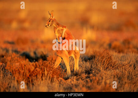 Red Kangaroo, (Macropus Rufus), Erwachsene bei Sonnenaufgang, Sturt Nationalpark, New South Wales, Australien Stockfoto
