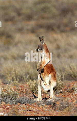 Roter Känguruh (Macropus Rufus), Erwachsene männliche Warnung, Sturt Nationalpark, New South Wales, Australien, Natur Stockfoto