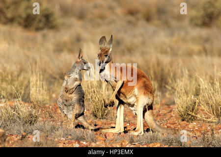 Red Kangaroo, (Macropus Rufus), Mutter mit jungen, Sturt Nationalpark, New South Wales, Australien Stockfoto