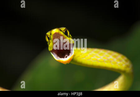 Natter (Oxybelis Brevirostris) mit offenem Mund, Amazonas-Regenwald, Canande River Nature Reserve, Choco Regenwaldes, Ecuador Stockfoto