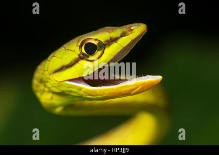 Natter (Oxybelis Brevirostris), Tier-Portrait, Amazonas-Regenwald, Canande River Nature Reserve, Choco Wald, Ecuador Stockfoto