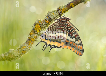 Zweiseitige Pascha (Charaxes Jasius), in Südeuropa heimisch Stockfoto