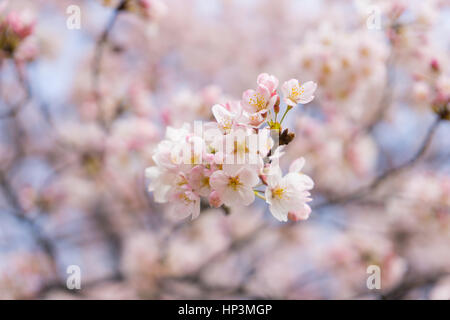 Nahaufnahme des schönen voll blühten Sakura Blumen in Japan Stockfoto