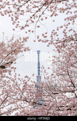 Tokyo Skytree hinter voll erblühten Sakura Blumen Stockfoto