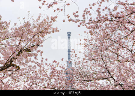 Tokyo Skytree hinter voll erblühten Sakura Blumen Stockfoto