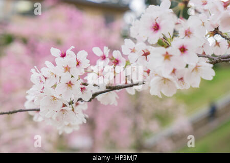 Nahaufnahme des schönen voll blühten Sakura Blumen in Japan Stockfoto