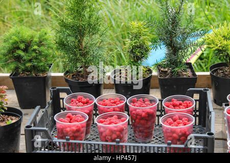 Plastikbecher mit Himbeeren in Box auf Hintergrund Pflanzentöpfe Stockfoto