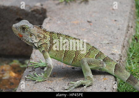 Iguana Iguana Park, Guayaquil Stockfoto